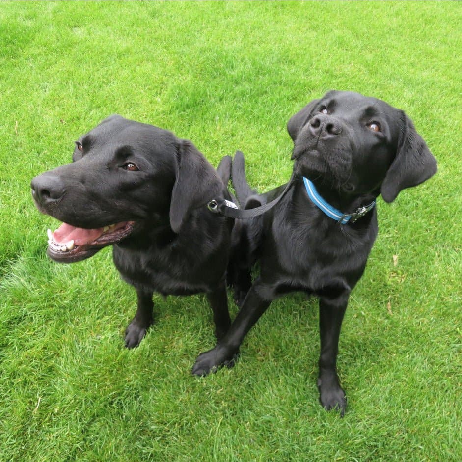 Neckline zur Verbindung von zwei Hunden beim Jöring - Woofshack