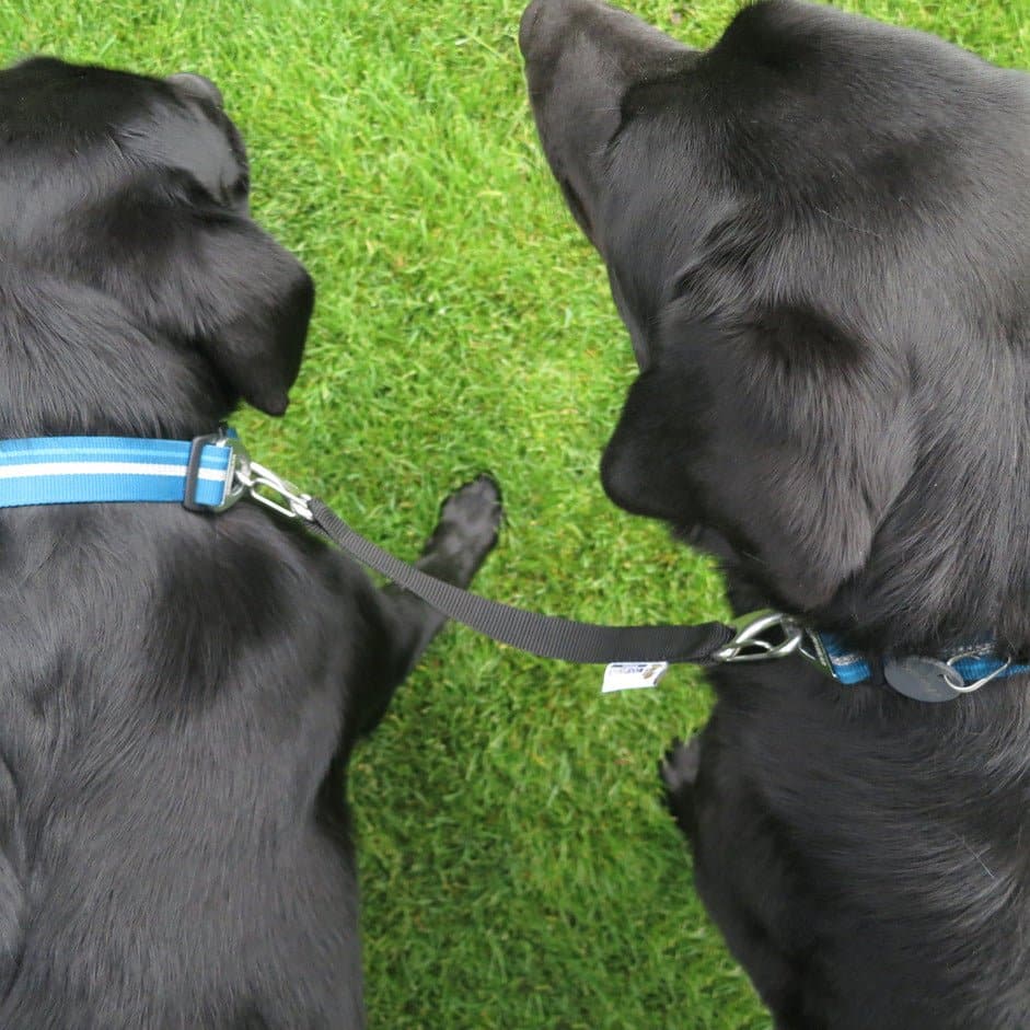 Neckline zur Verbindung von zwei Hunden beim Jöring - Woofshack