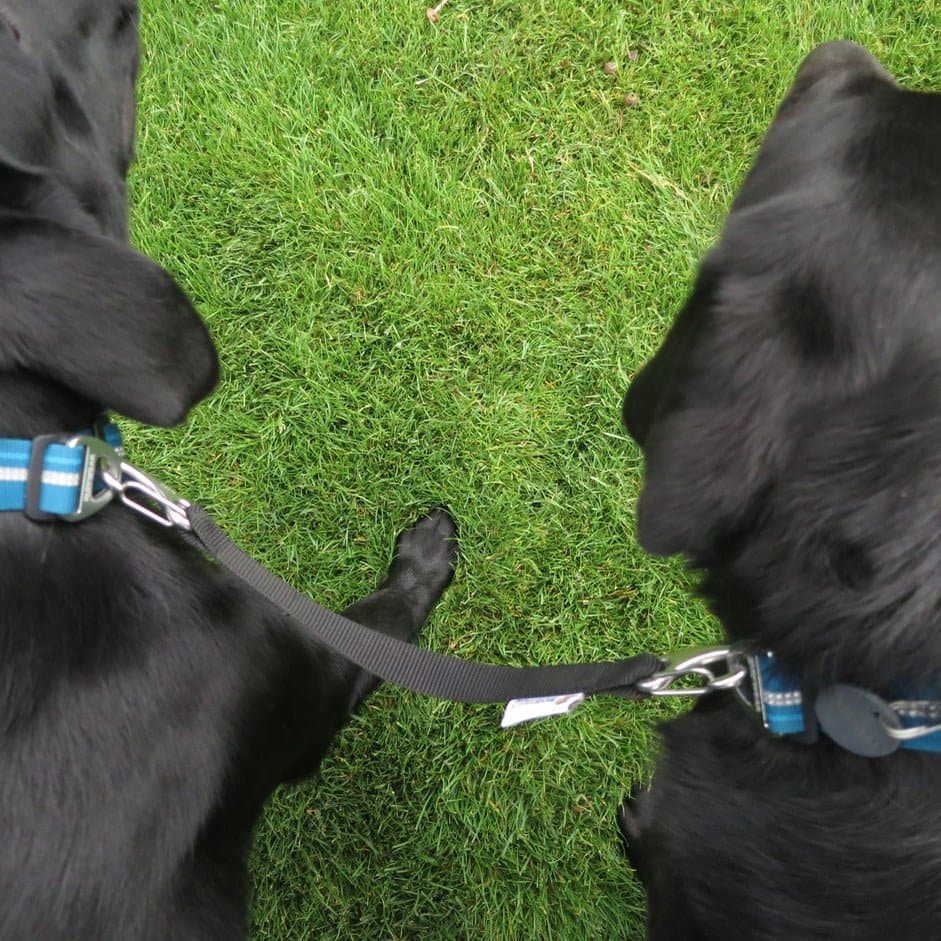 Neckline zur Verbindung von zwei Hunden beim Jöring - Woofshack