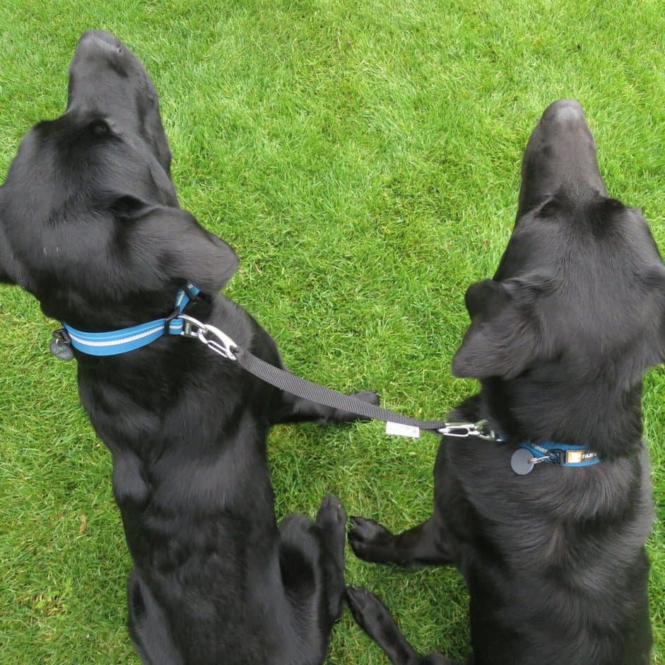 Neckline zur Verbindung von zwei Hunden beim Jöring - Woofshack