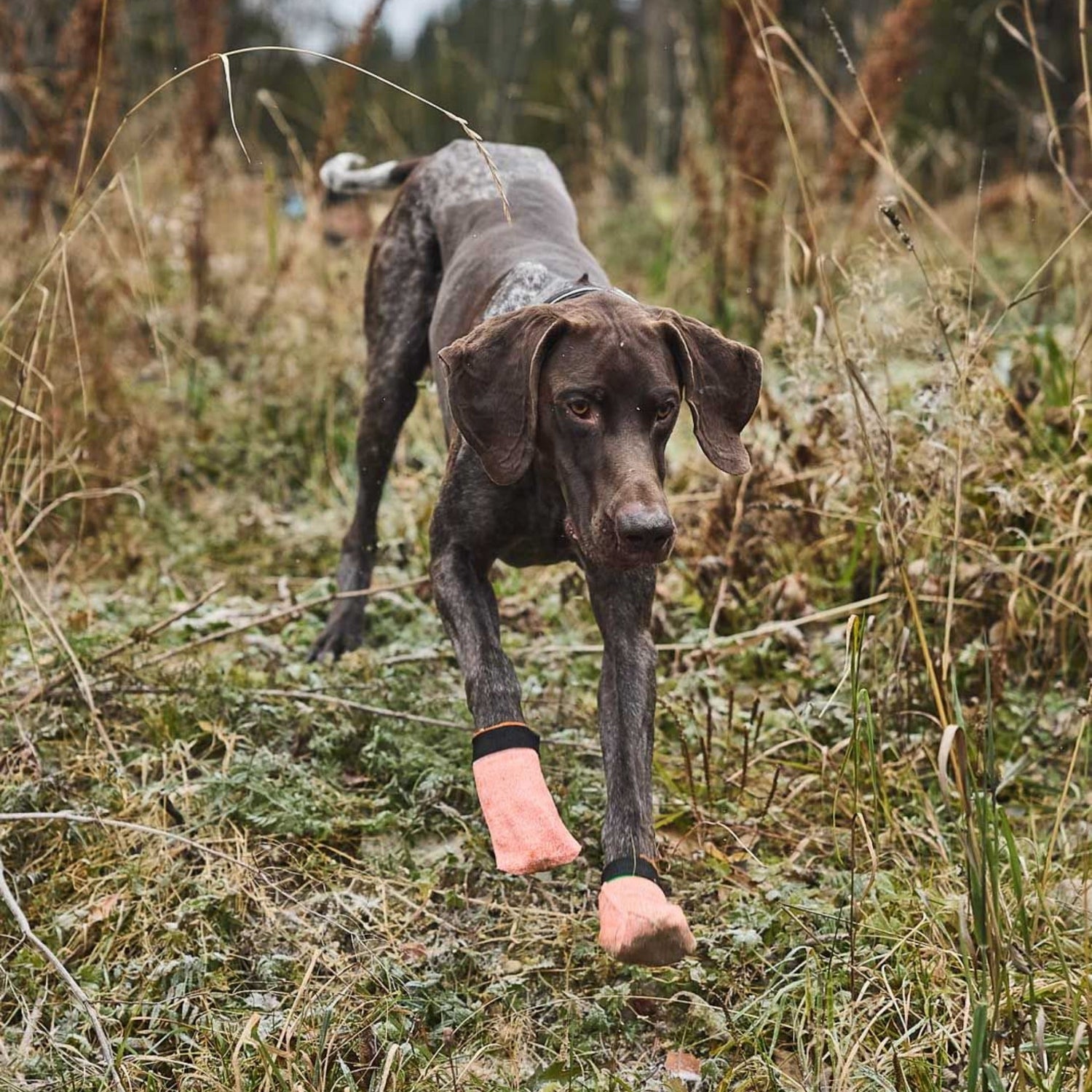 Non-stop dogwear Protector Light Socks, Hundeschuhe - Woofshack
