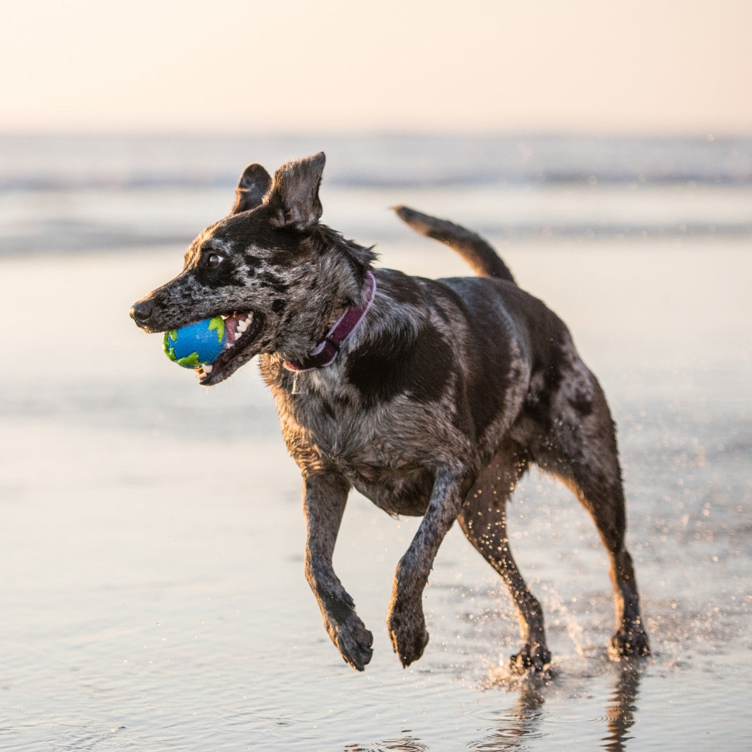 Planet Dog Orbee-Tuff Planet Ball, Hundespielzeug - Woofshack