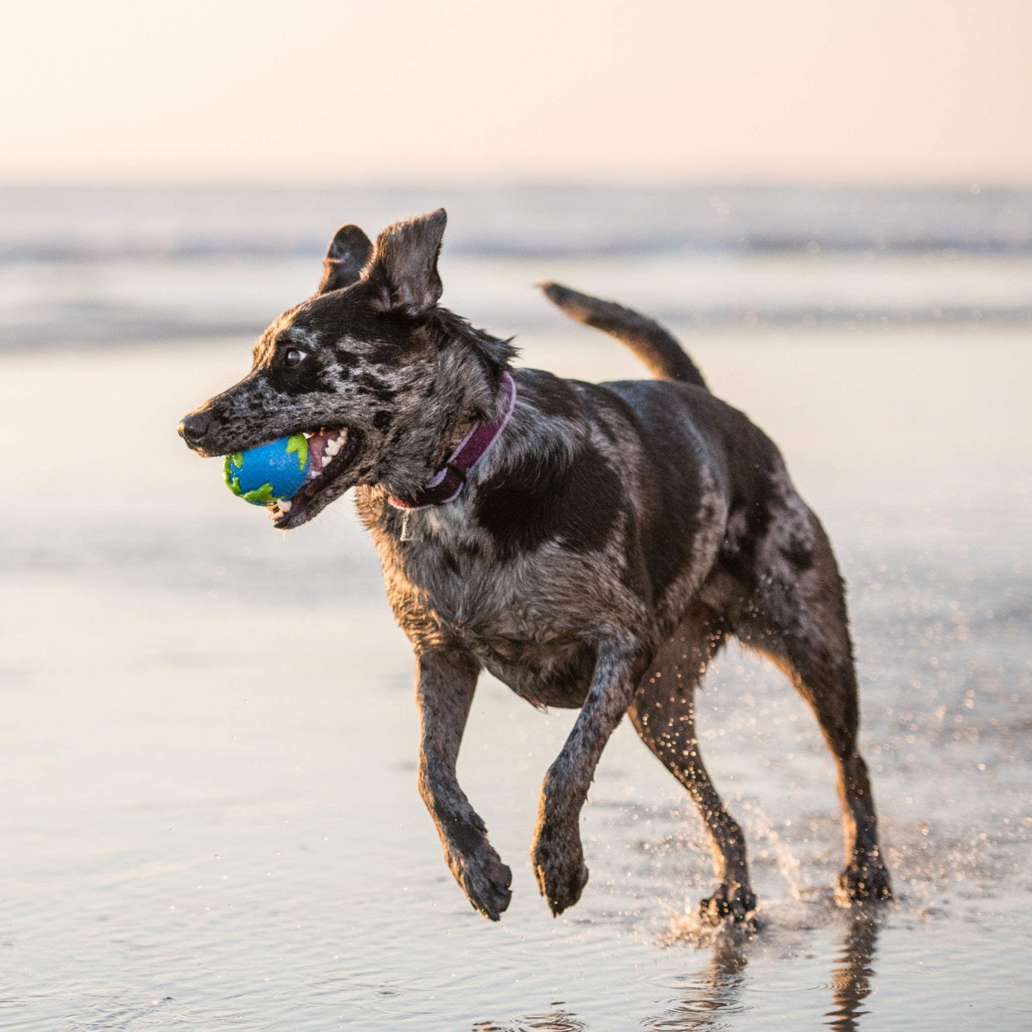 Planet Dog Orbee-Tuff Planet Ball, Hundespielzeug - Woofshack