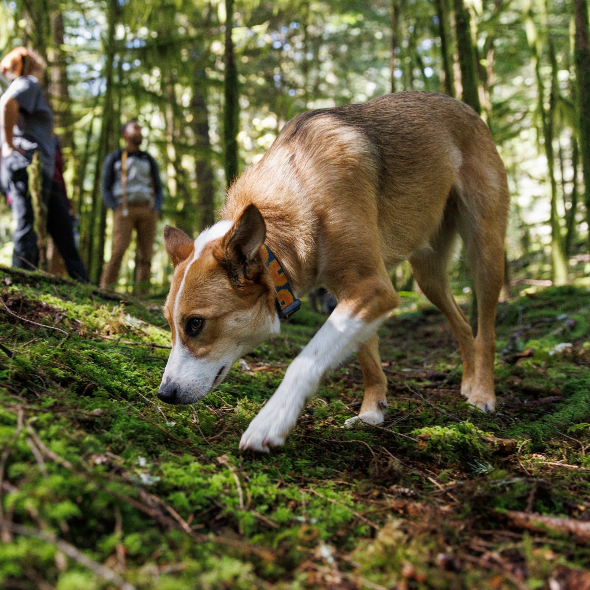 Ruffwear Crag Collar, Hundehalsband - Woofshack
