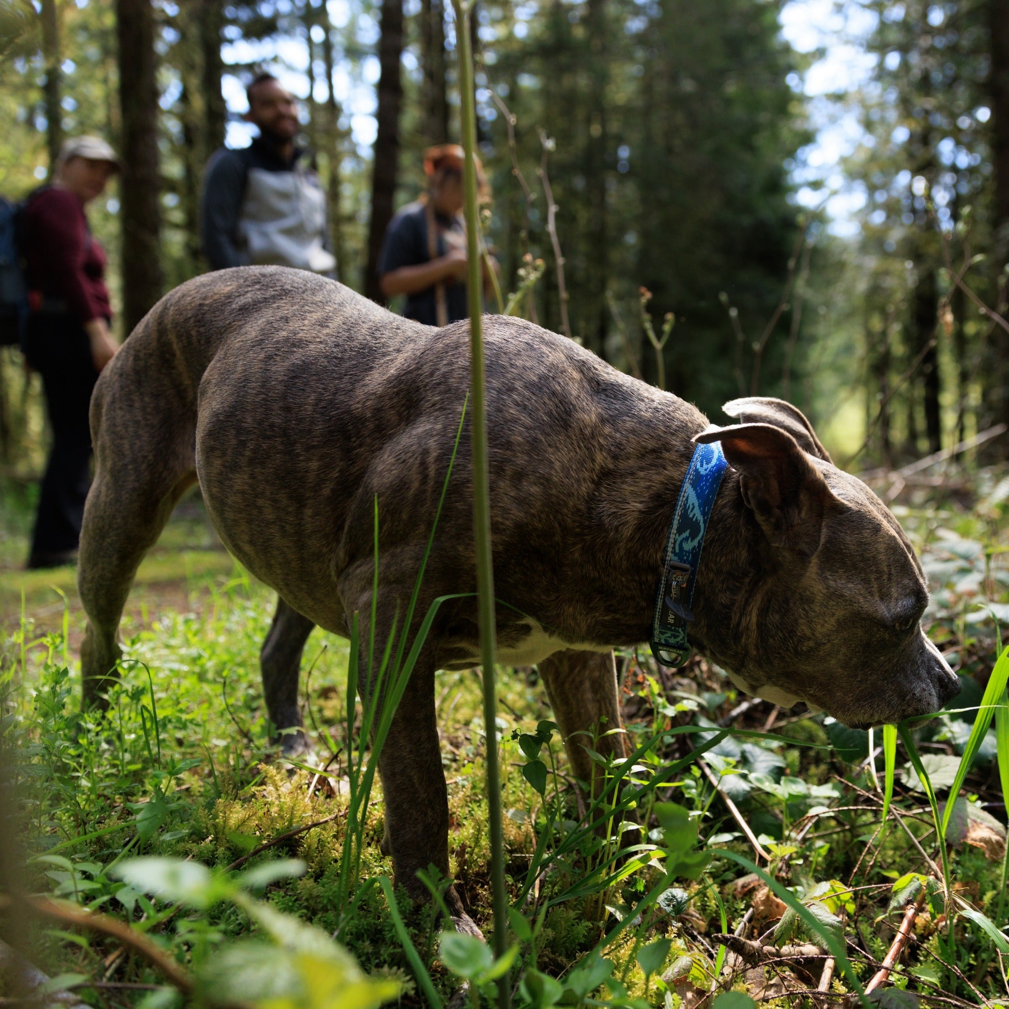 Ruffwear Crag Collar, Hundehalsband - Woofshack