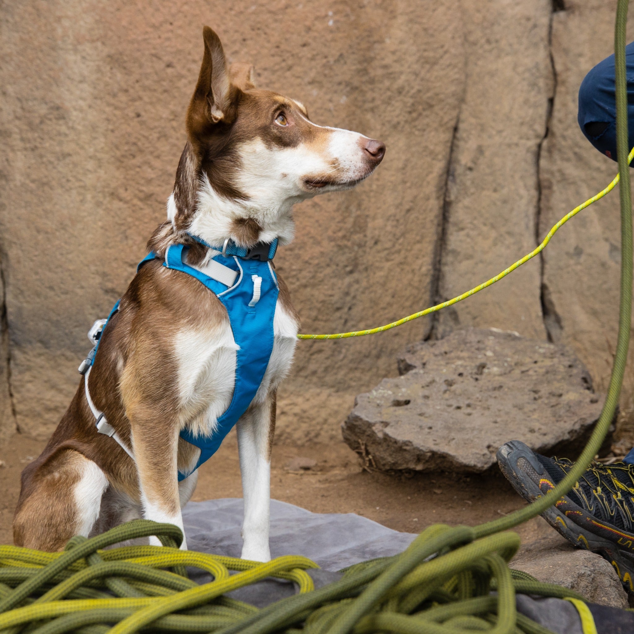 Ruffwear Flagline Harness, Hundegeschirr - Woofshack