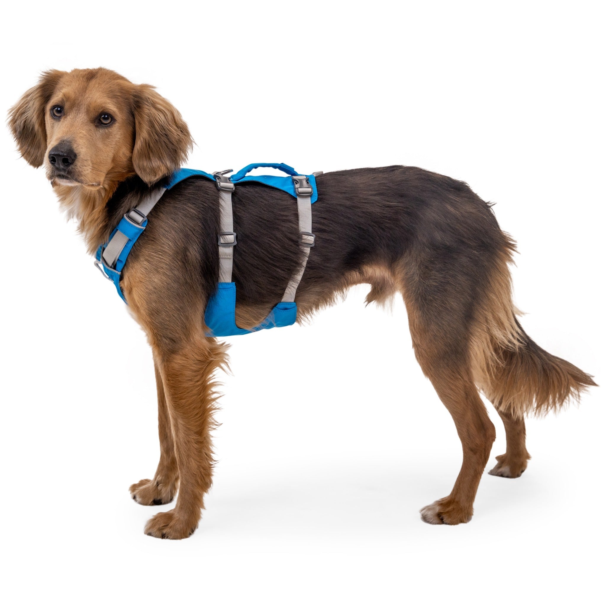 Ruffwear Flagline Harness, Hundegeschirr - Woofshack