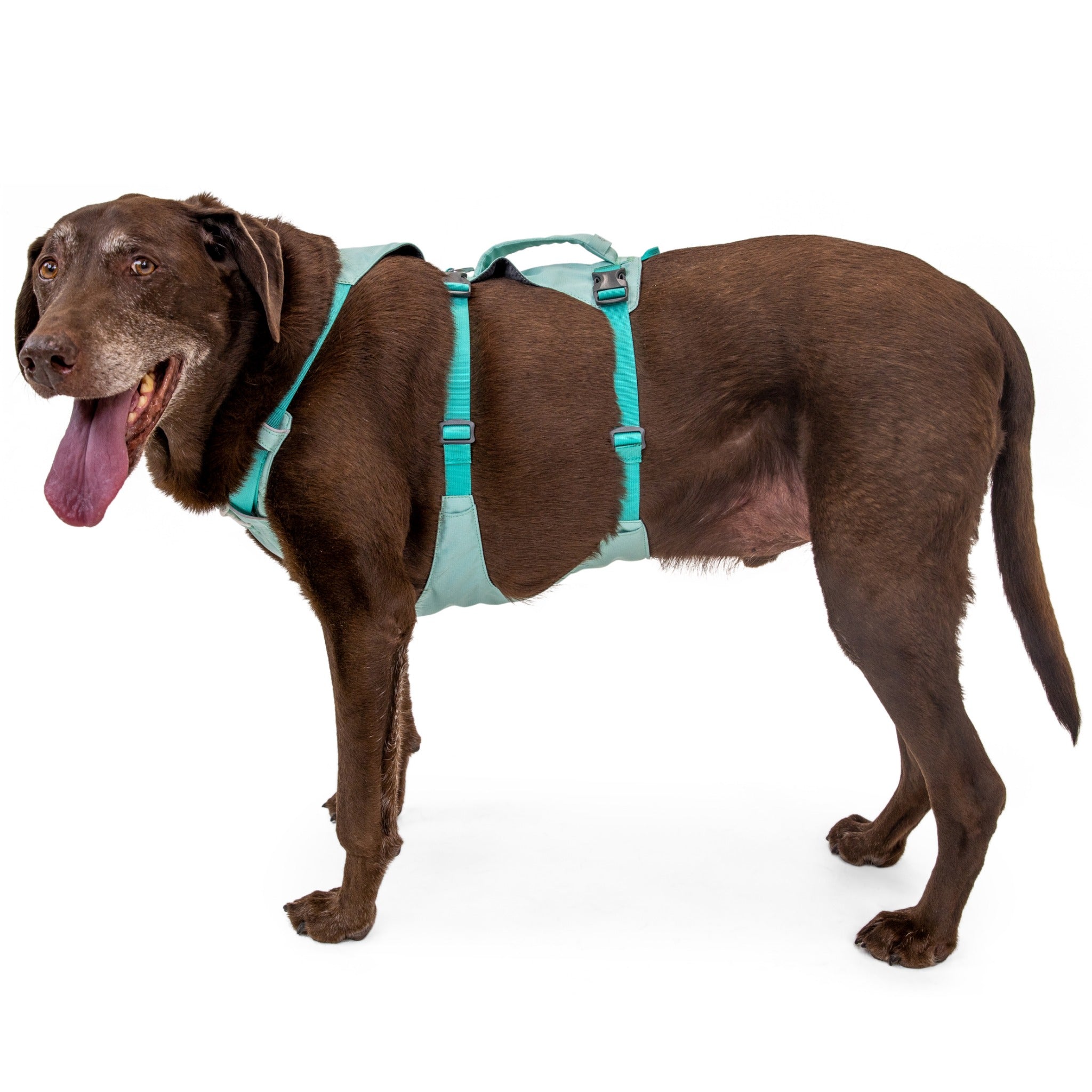 Ruffwear Flagline Harness, Hundegeschirr - Woofshack