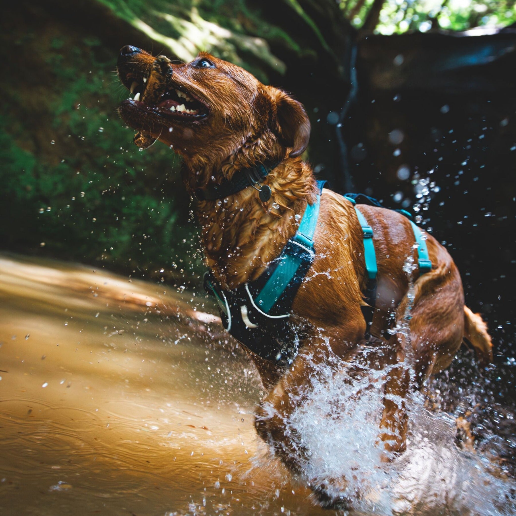 Ruffwear Flagline Harness, Hundegeschirr - Woofshack