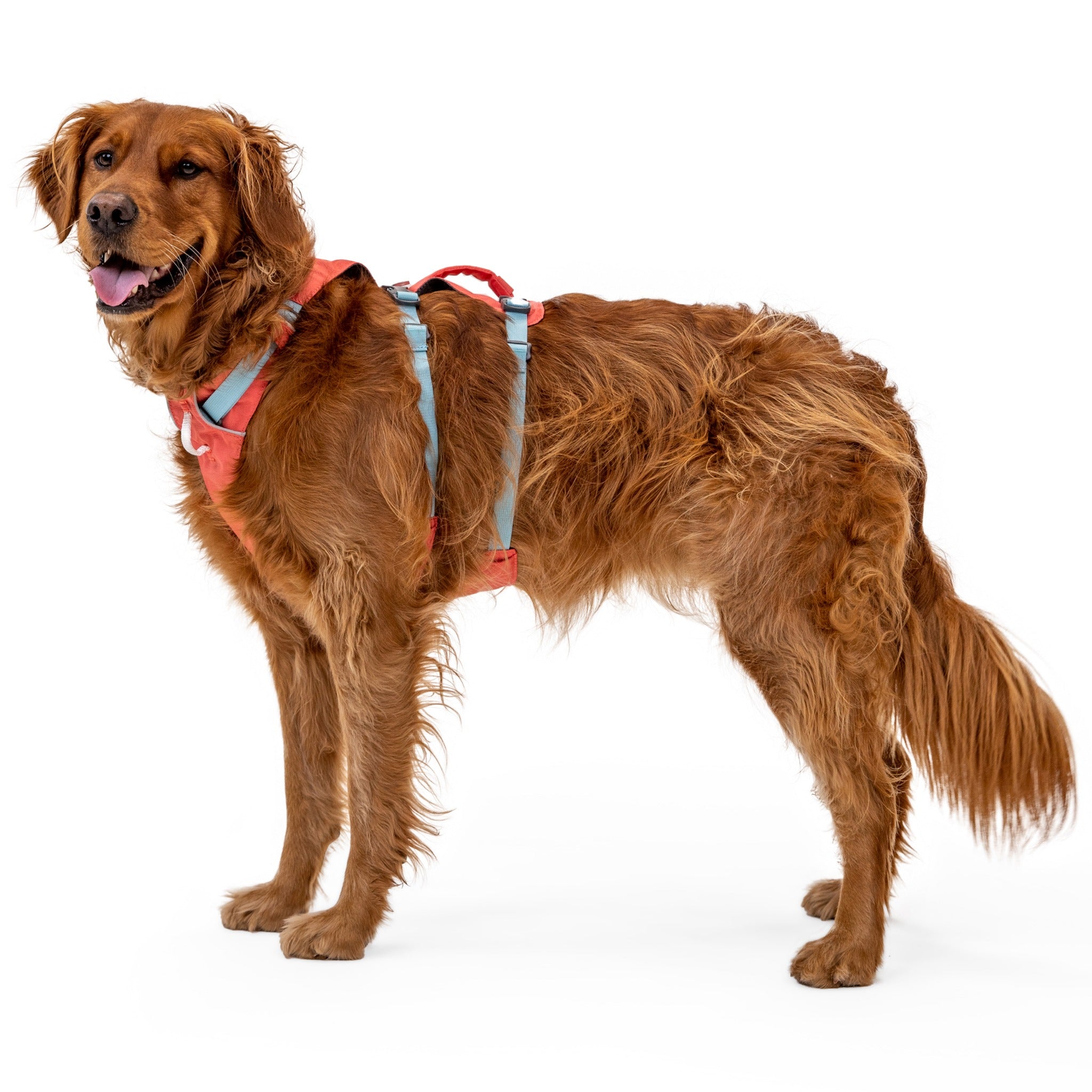 Ruffwear Flagline Harness, Hundegeschirr - Woofshack
