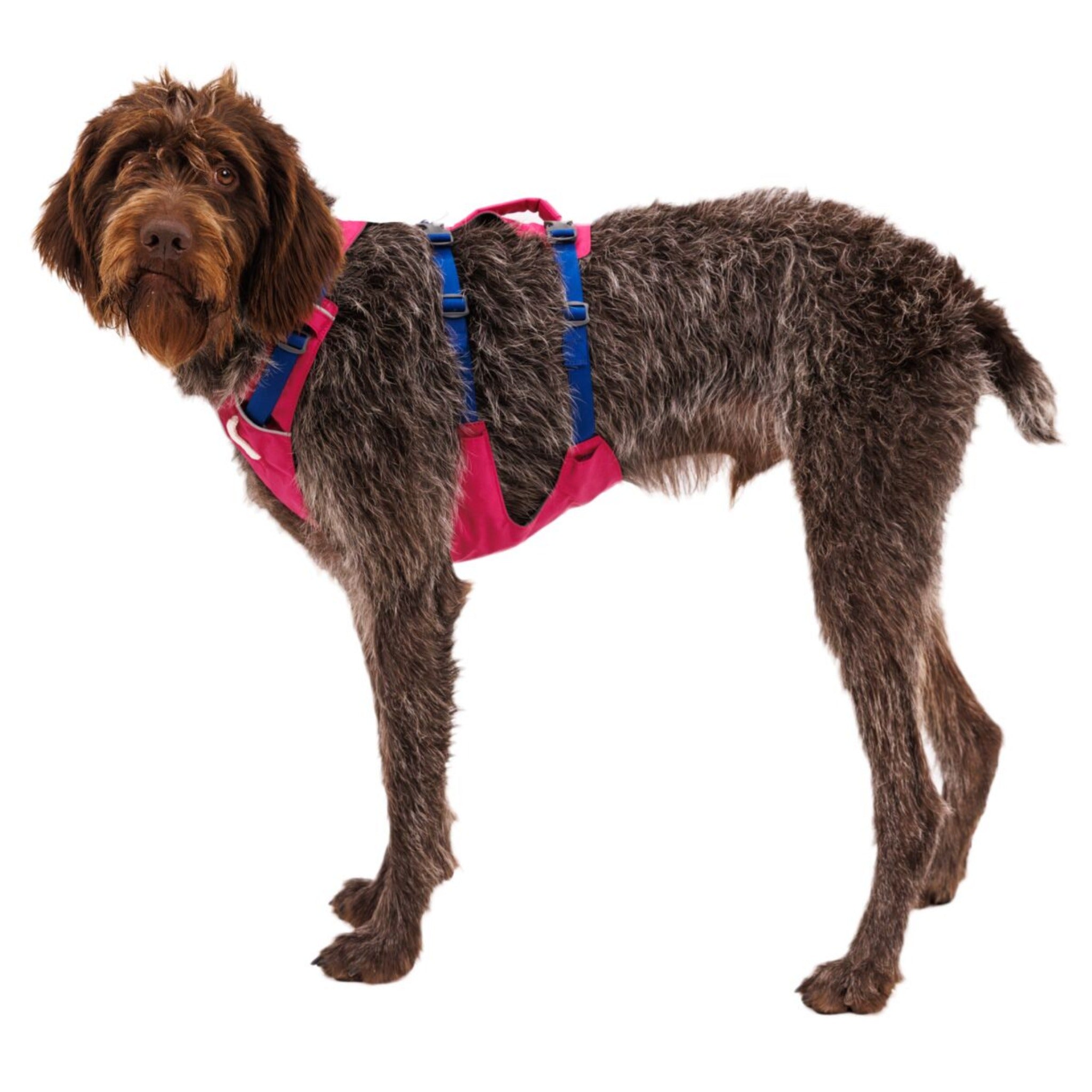 Ruffwear Flagline Harness, Hundegeschirr - Woofshack