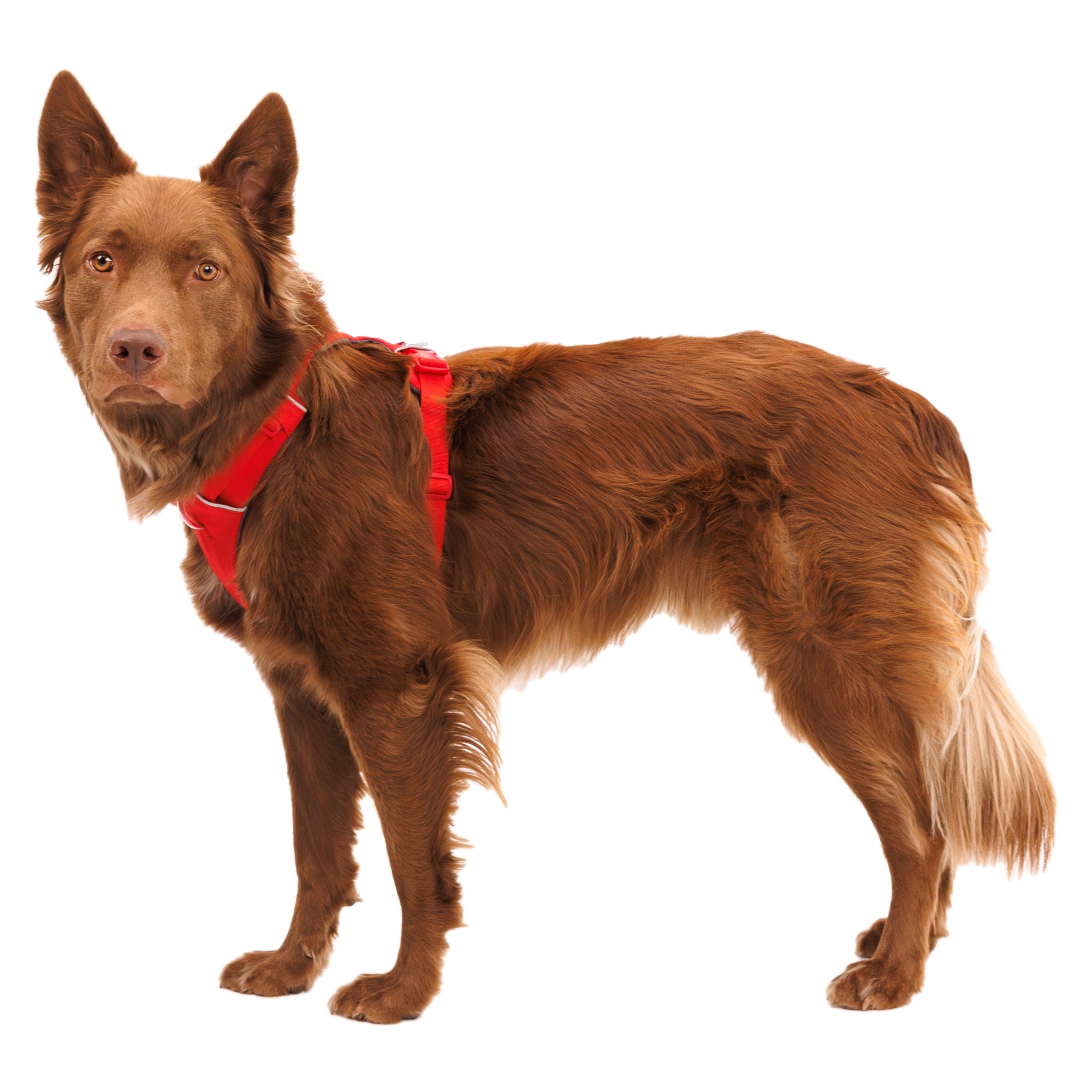 Ruffwear Front Range Harness, Hundegeschirr - Woofshack