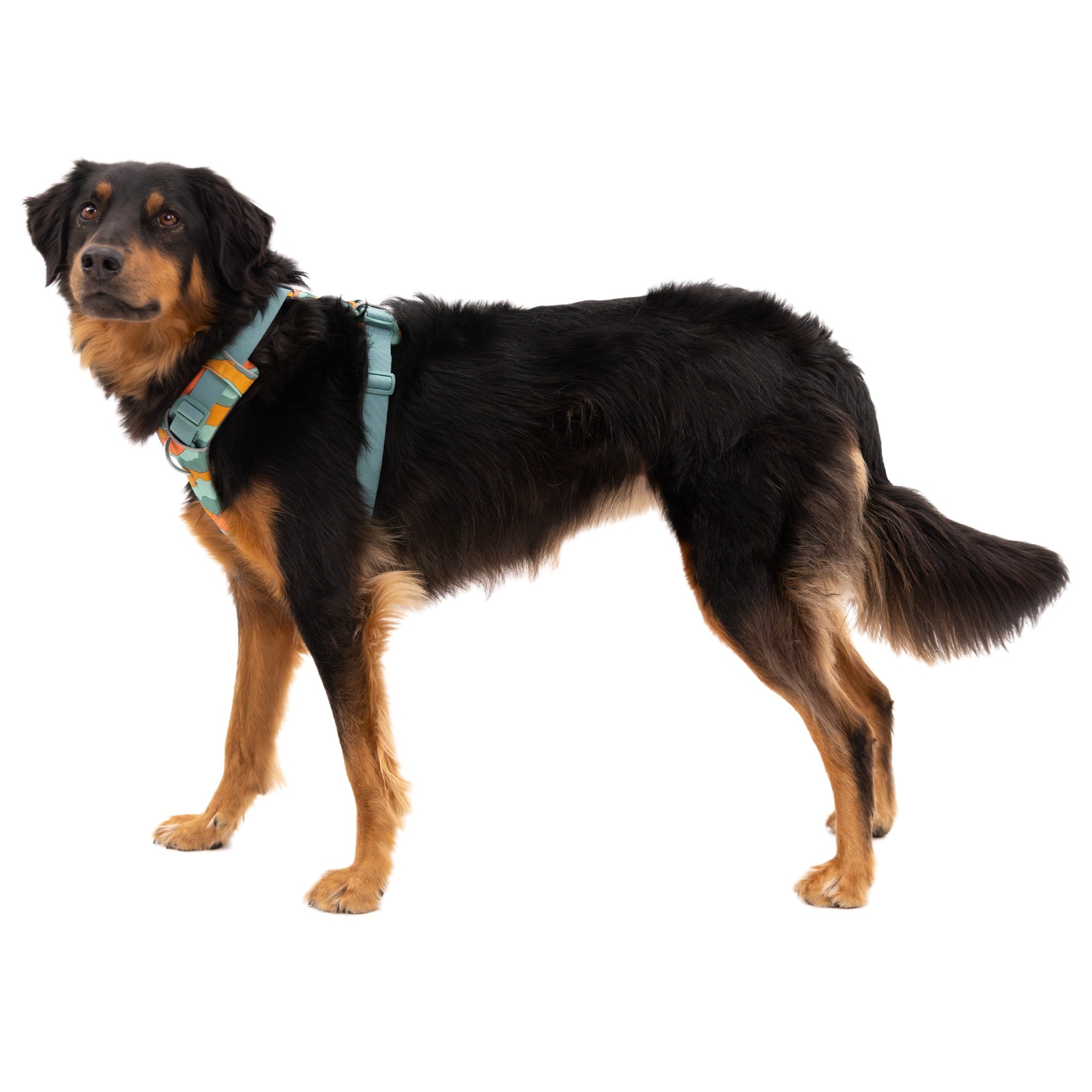 Ruffwear Front Range Harness, Hundegeschirr - Woofshack