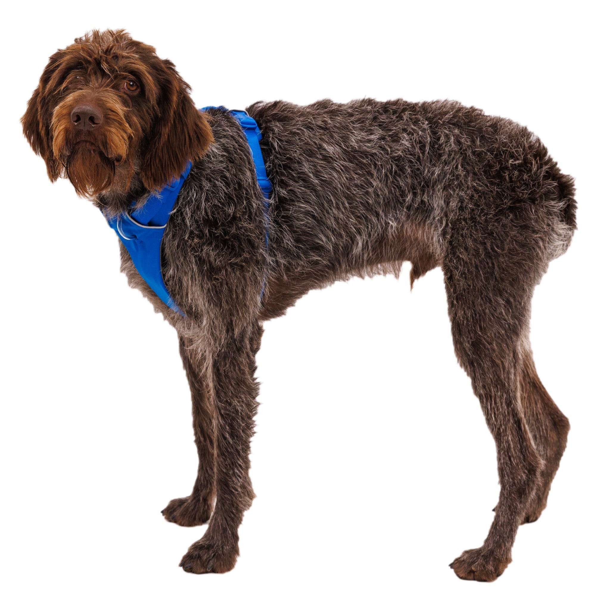 Ruffwear Front Range Harness, Hundegeschirr - Woofshack