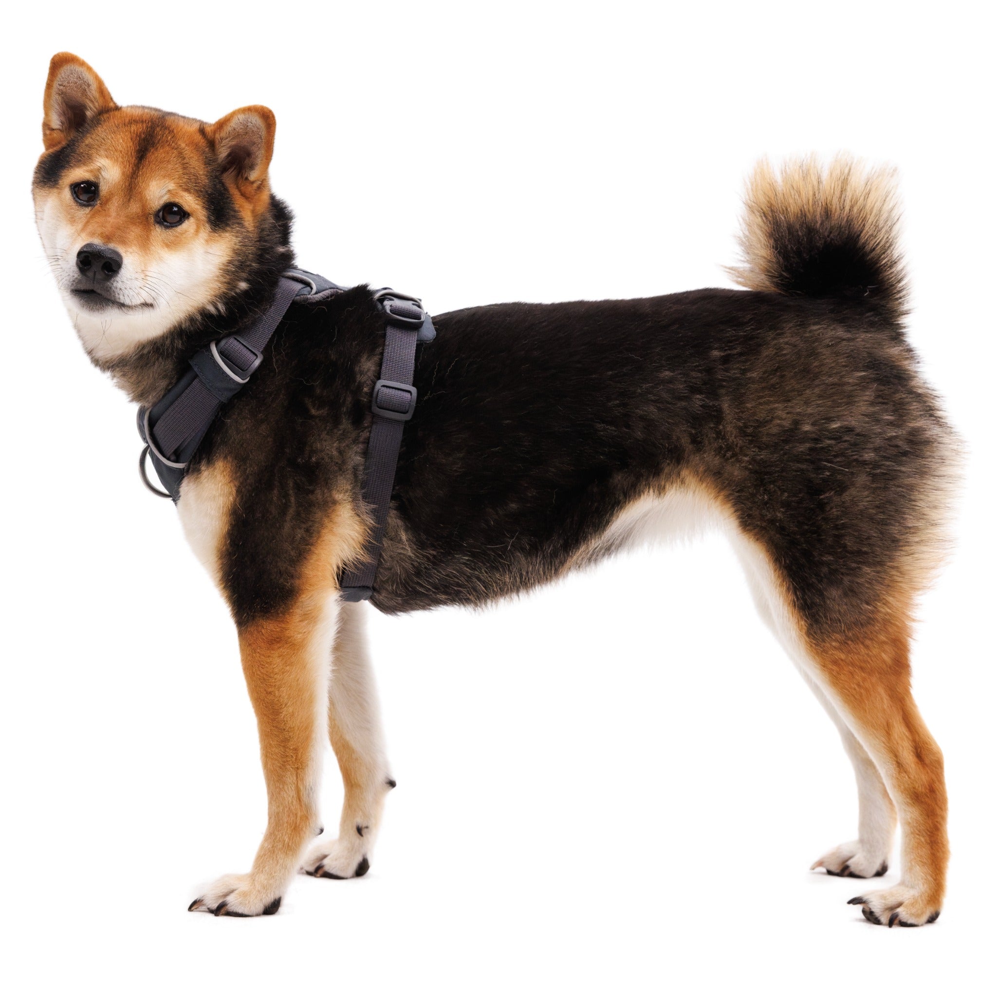 Ruffwear Front Range Harness, Hundegeschirr - Woofshack