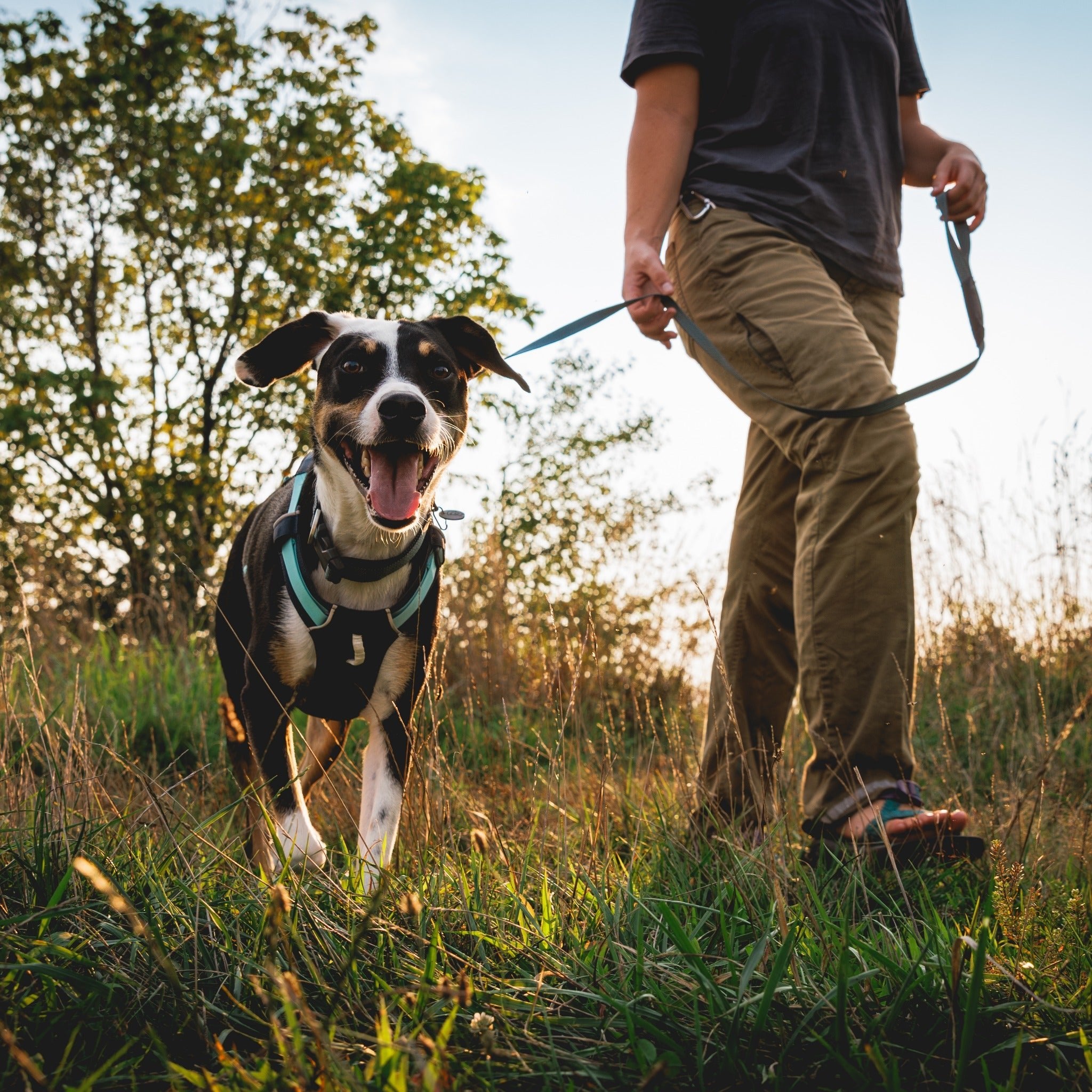 Ruffwear Hi & Light Harness, Hundegeschirr - Woofshack