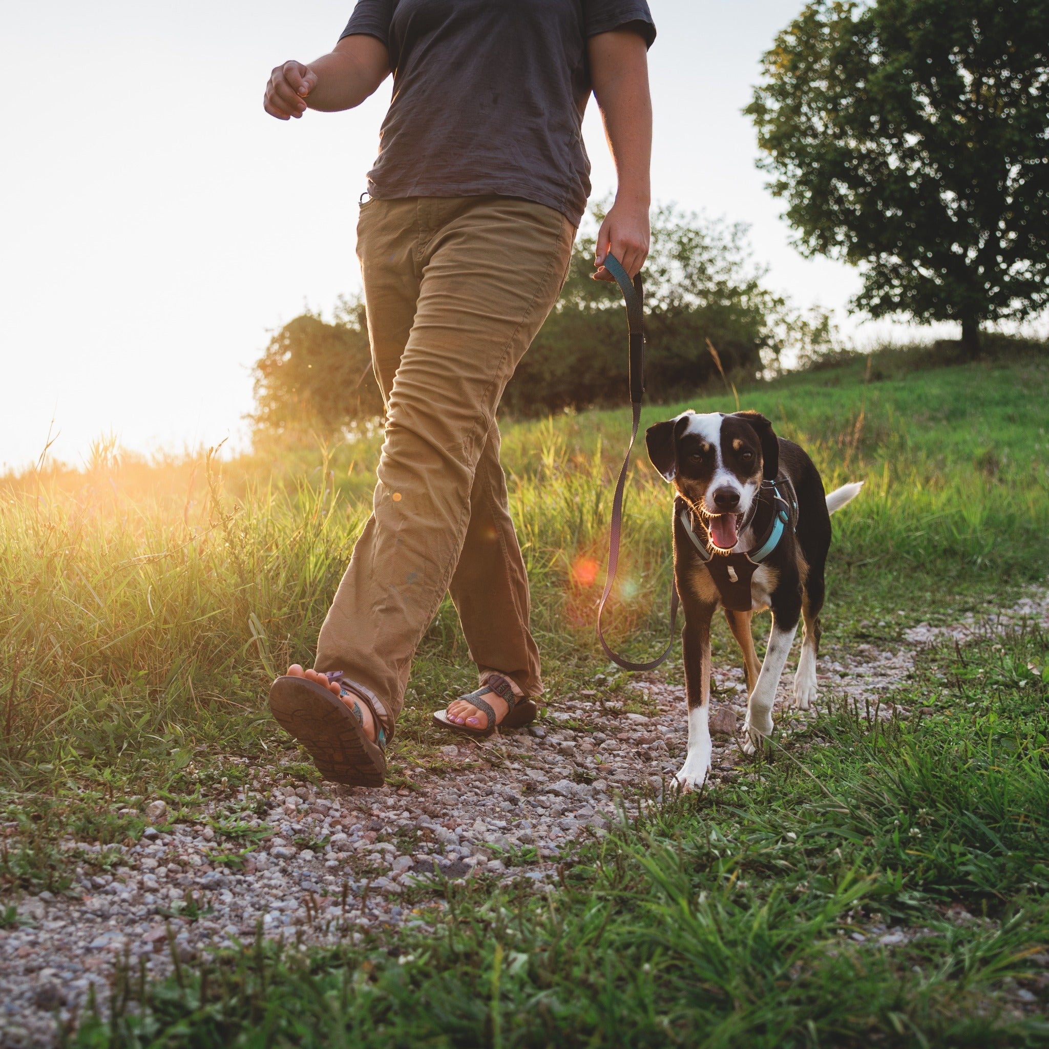 Ruffwear Hi & Light Harness, Hundegeschirr - Woofshack