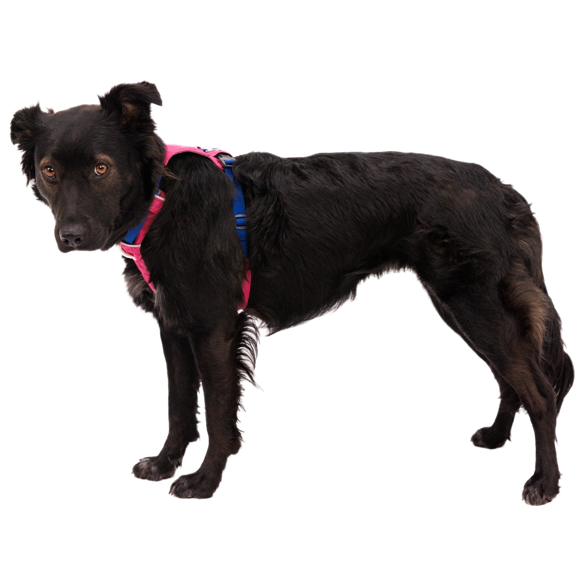 Ruffwear Hi & Light Harness, Hundegeschirr - Woofshack
