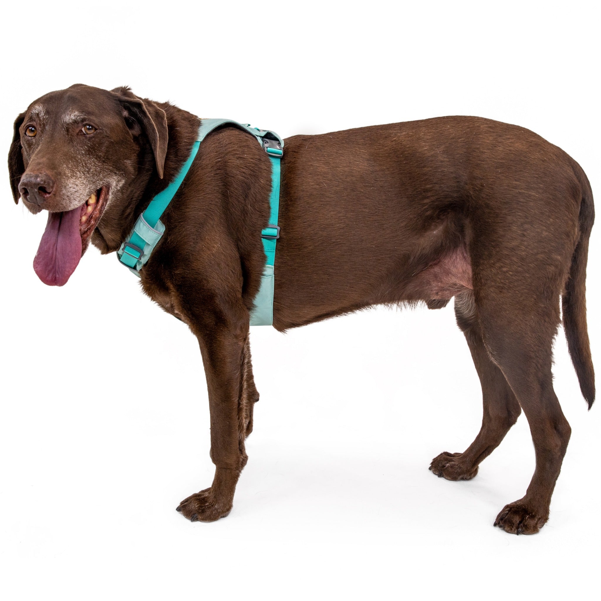 Ruffwear Hi & Light™ Harness, Leichtes Hundegeschirr - Woofshack