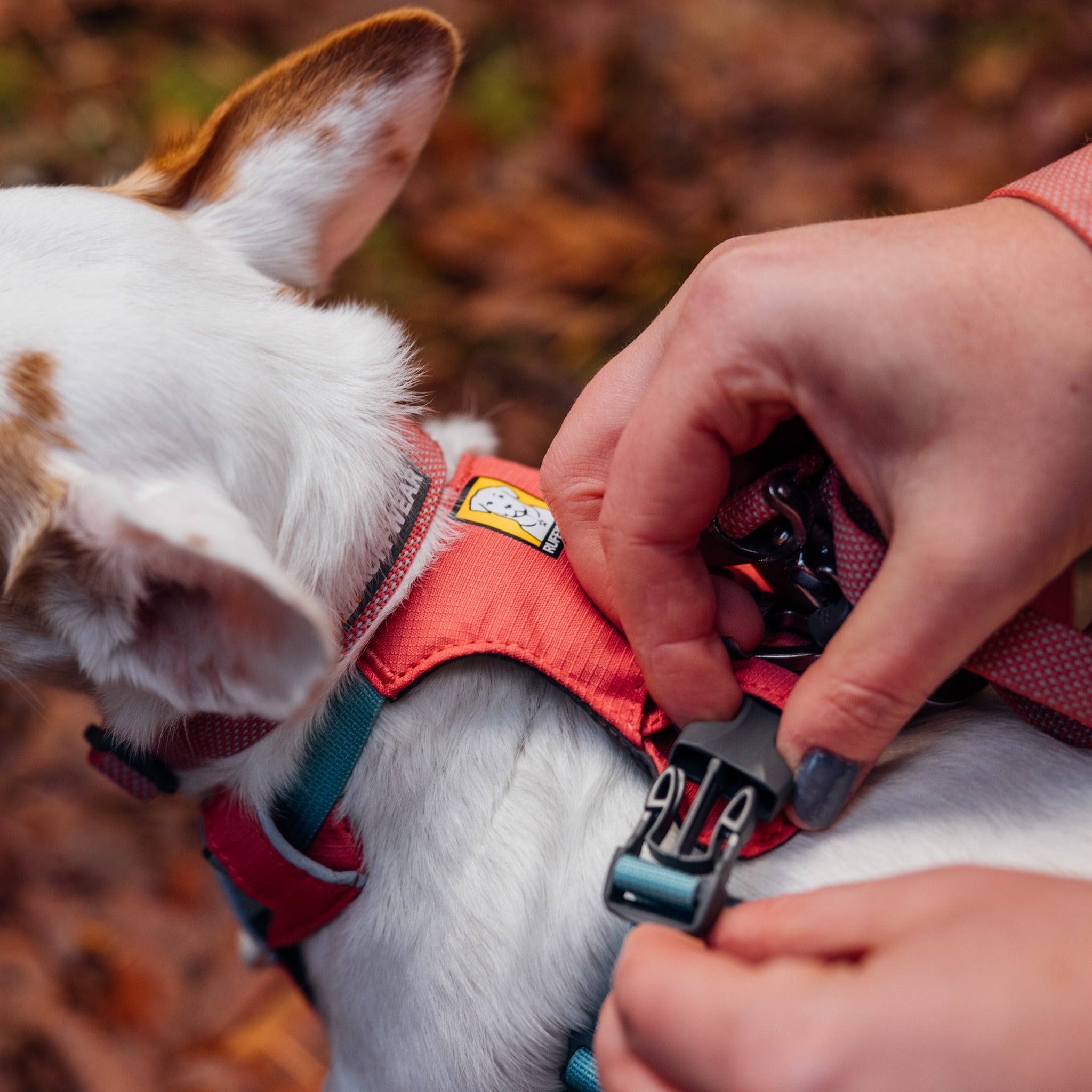 Ruffwear Hi & Light™ Harness, Leichtes Hundegeschirr - Woofshack