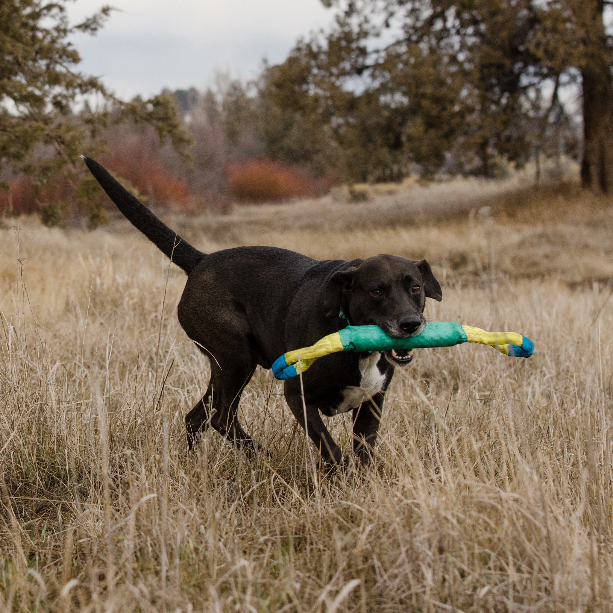 Ruffwear Pacific Loop, Hundespielzeug - Woofshack