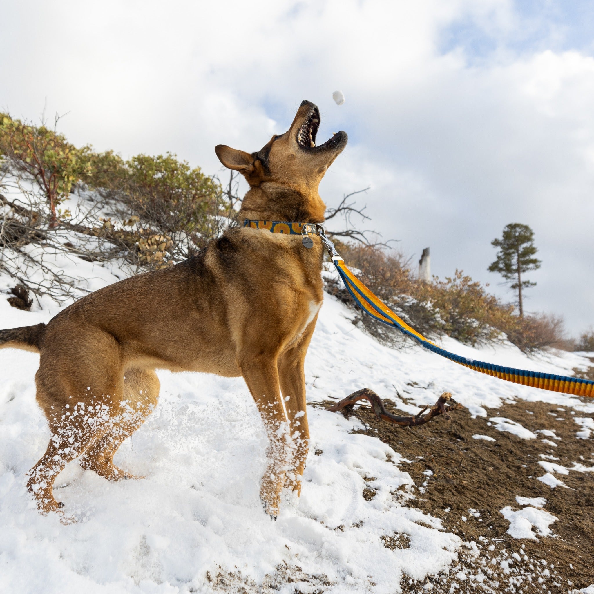 Ruffwear Roamer™ Leash, Hands Free Hunde Joggingleine - Woofshack