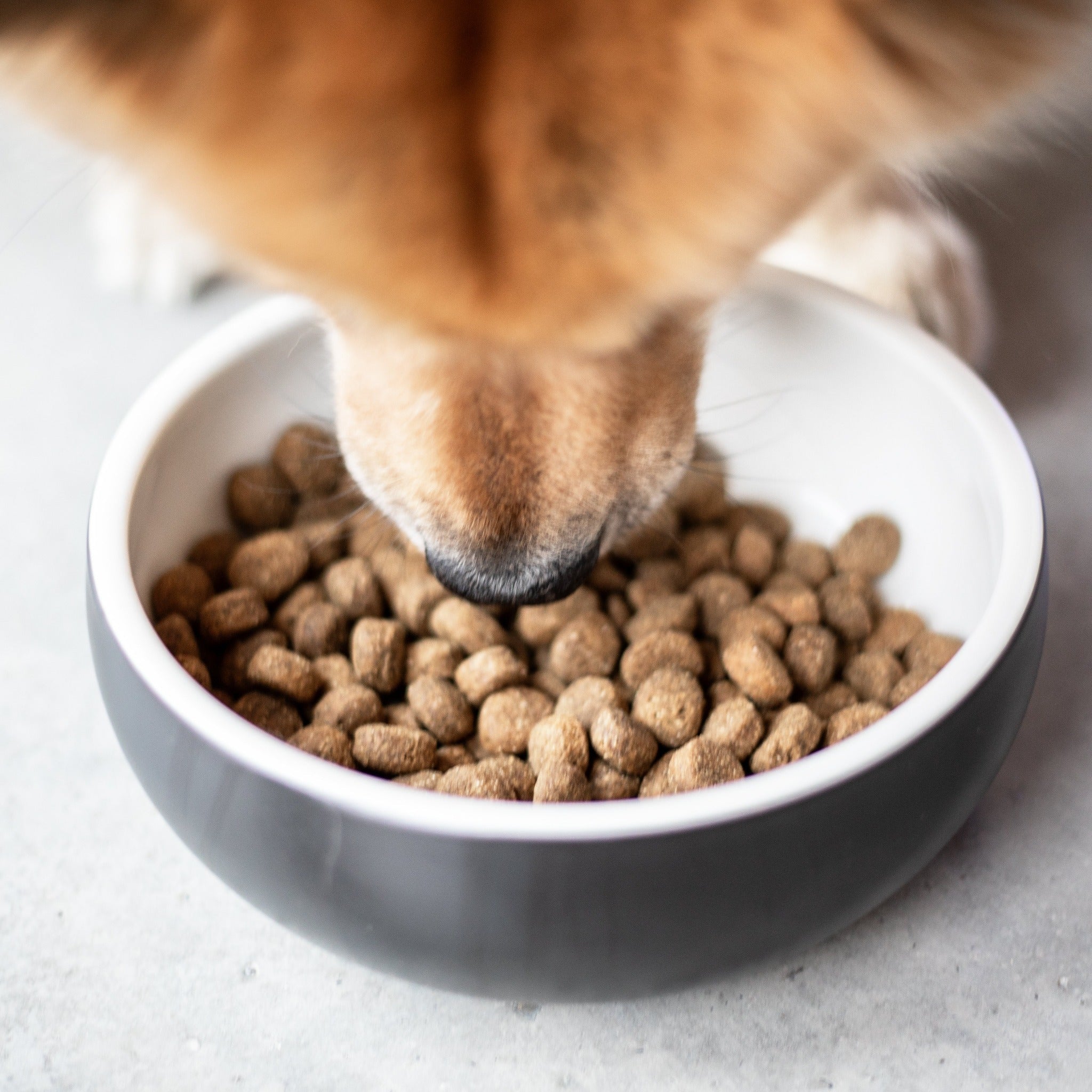 The Goodstuff Puppy/Junior Trockenfutter, Huhn - Woofshack