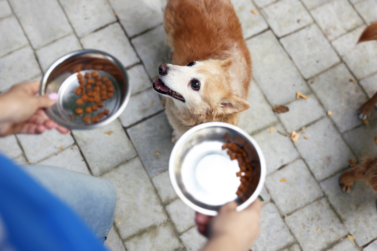 Alt-Text: Hund bei der Futterumstellung mit zwei Futternäpfen