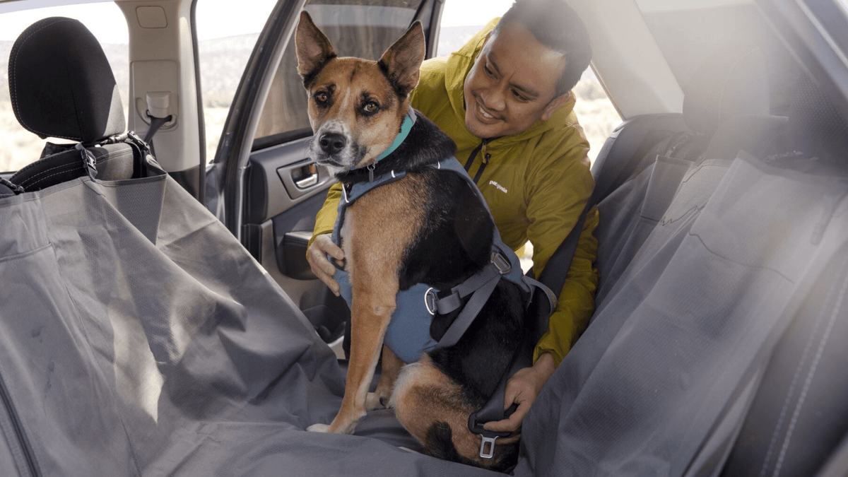 Hund im Auto richtig sichern: Hundebox, Autogeschirr oder Trenngitter? - Woofshack