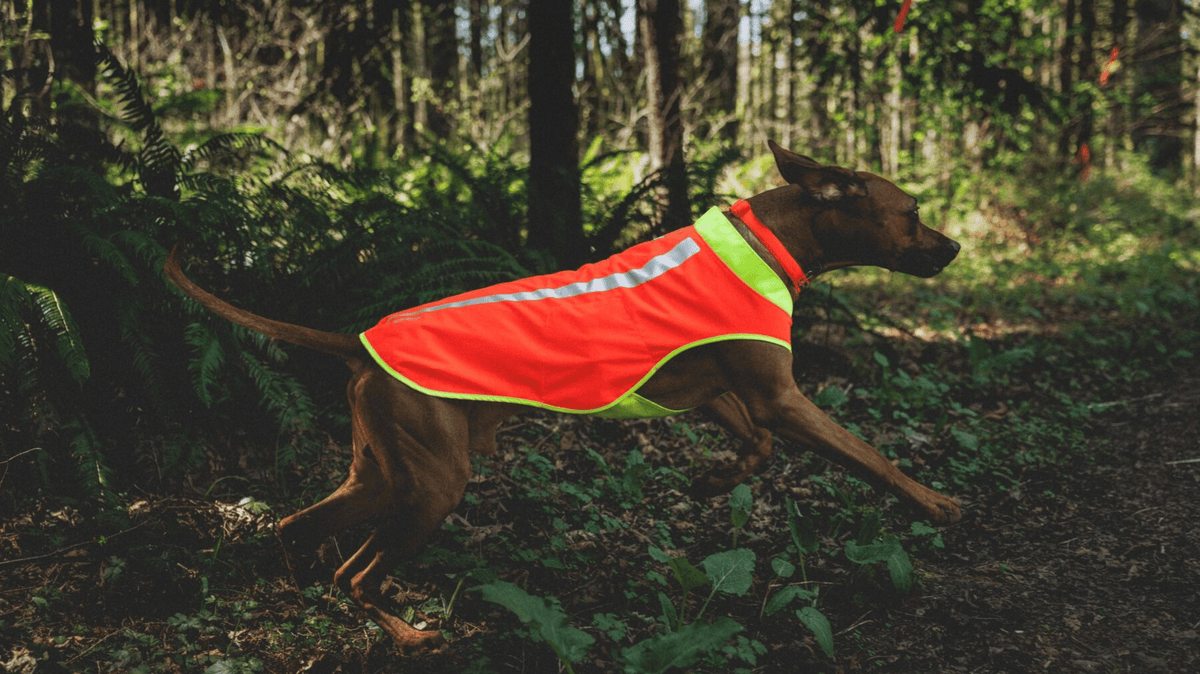 🌙 Hund im Dunkeln sichtbar machen: Licht, Reflektoren oder Warnweste? - Woofshack
