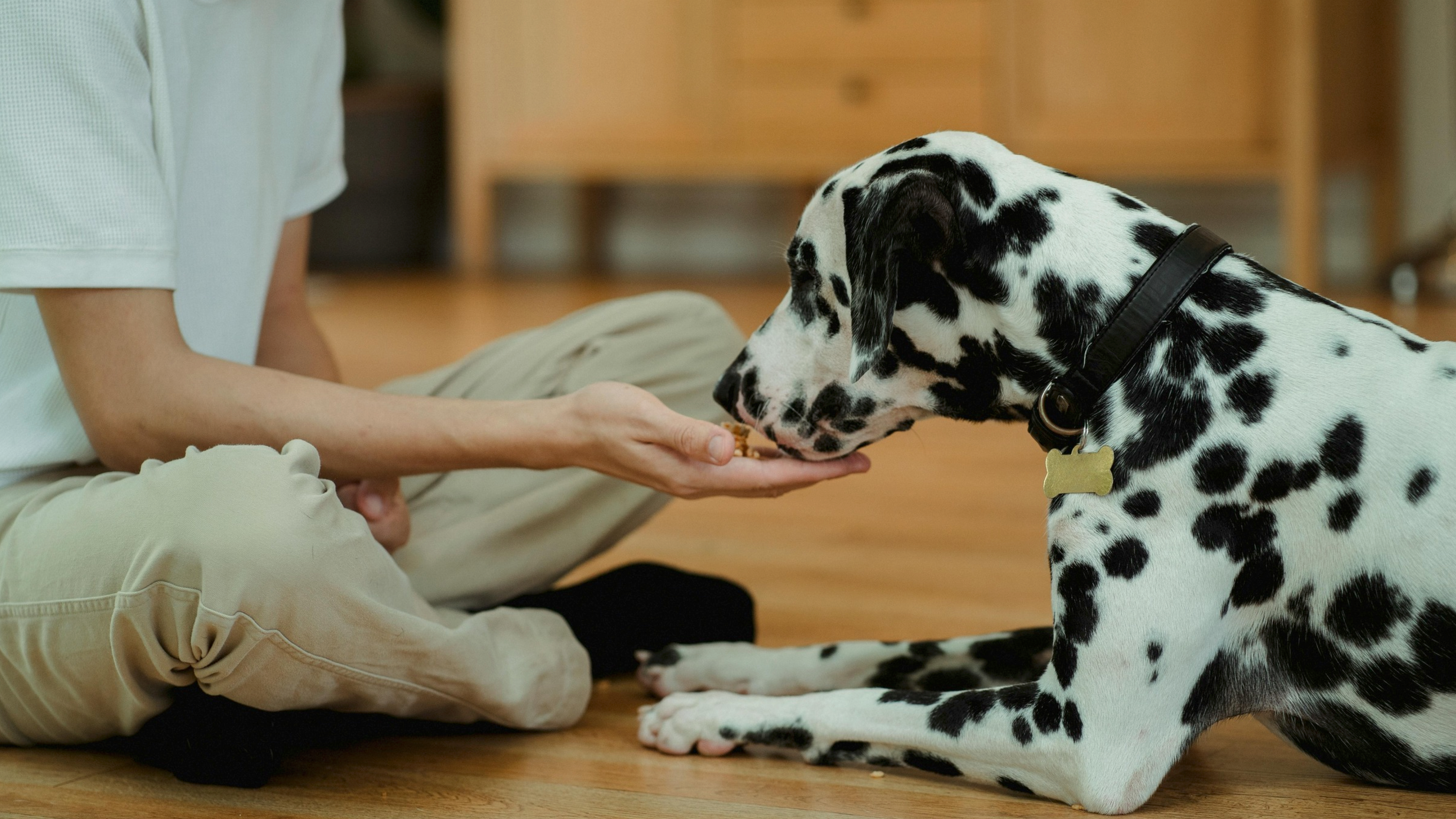 Hund mit empfindlichem Magen wird bewusst gefüttert