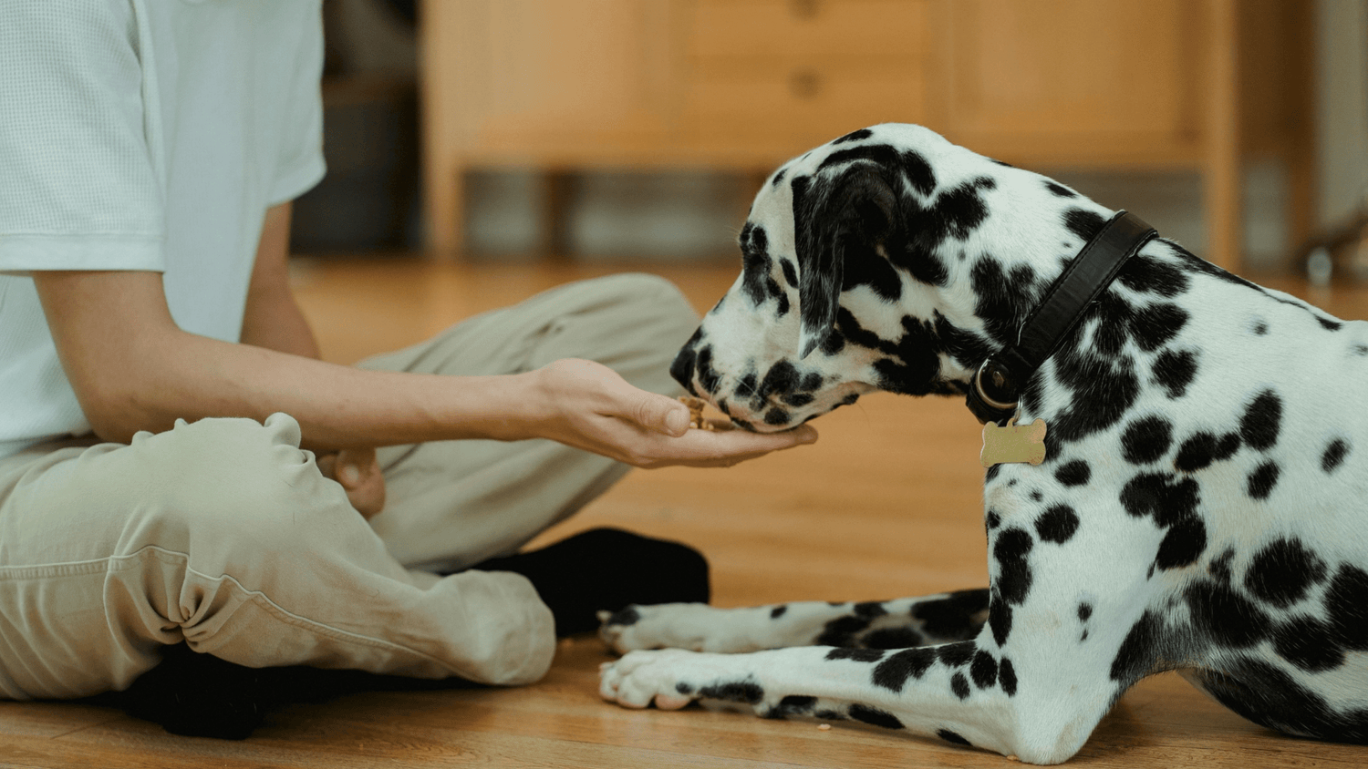 Hundefutter für Hunde mit empfindlichem Magen – welches Futter ist geeignet? - Woofshack