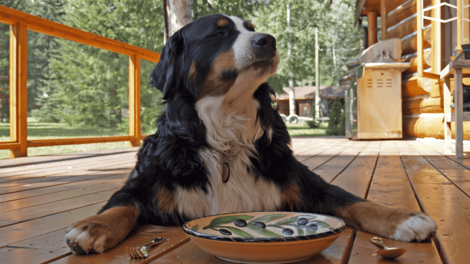 Hundefutter für sensible Hunde: Welches Futter ist das richtige? - Woofshack