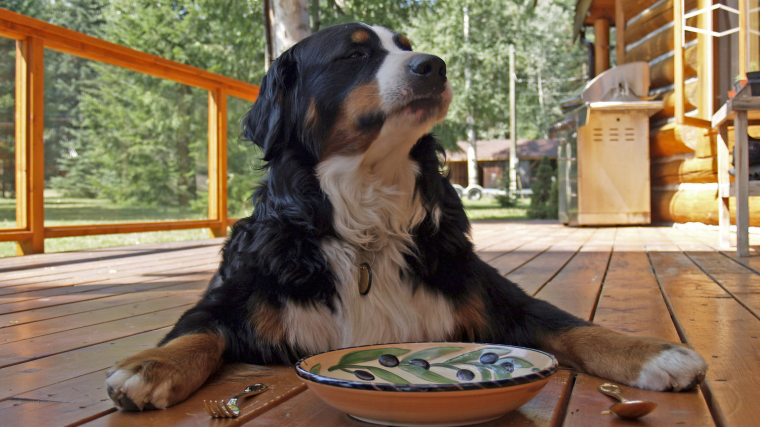Hundefutter für sensible Hunde – Hund am Futternapf