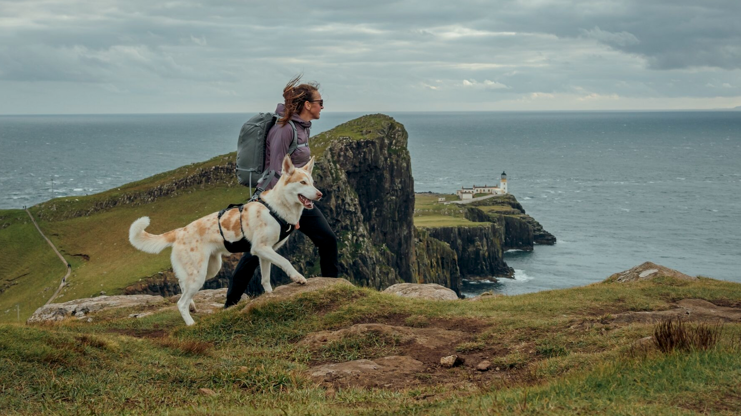 Hund mit Wandergeschirr beim Wandern in der Natur