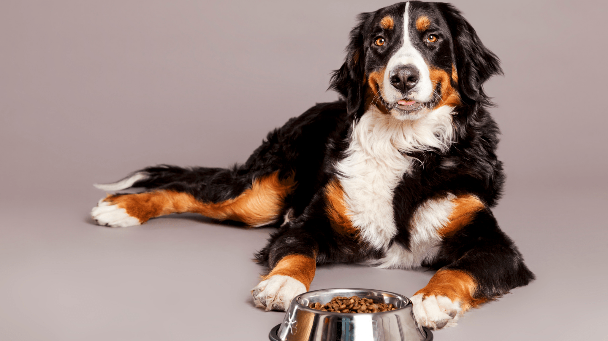 Insektenprotein für Hunde – sinnvoll bei sensiblen Hunden? - Woofshack
