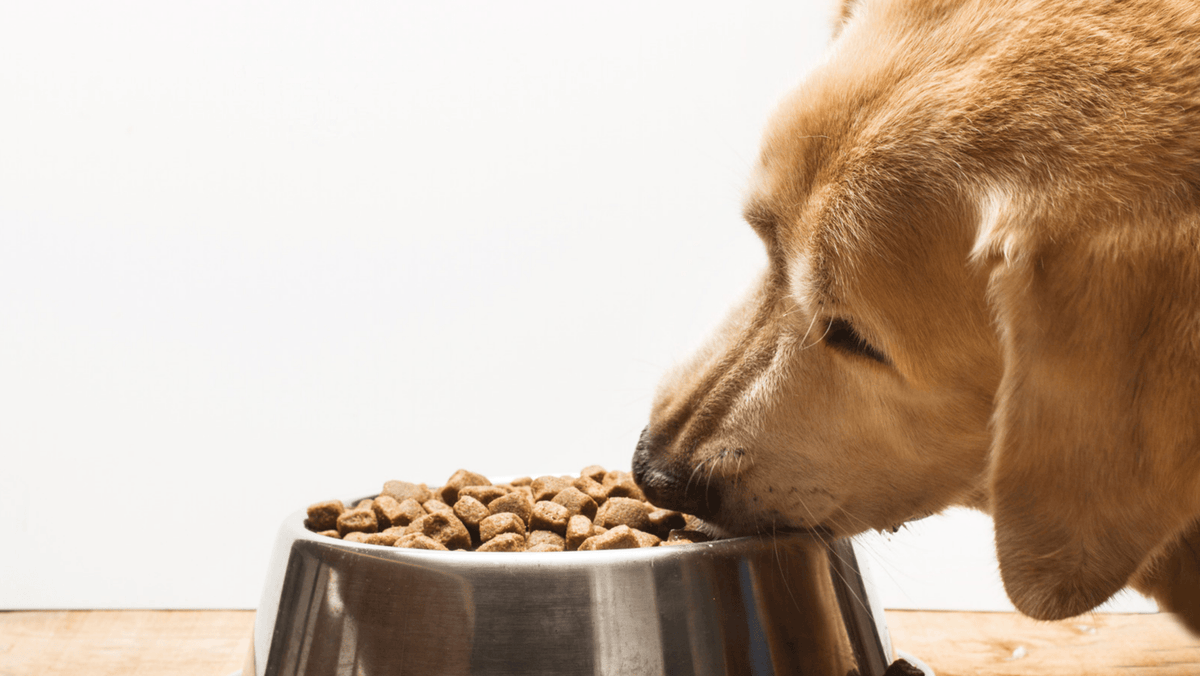 Insektenprotein für Hunde – sinnvoll bei sensiblen Hunden? - Woofshack