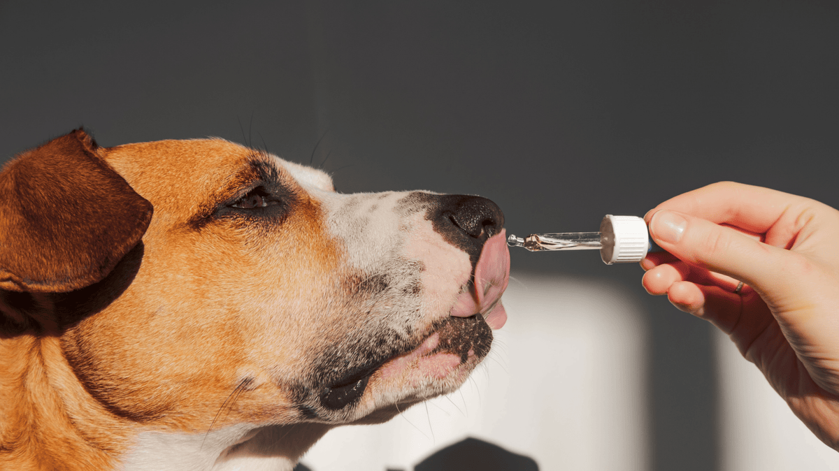 Nahrungsergänzung für Hunde: Was ist sinnvoll – und wann? - Woofshack