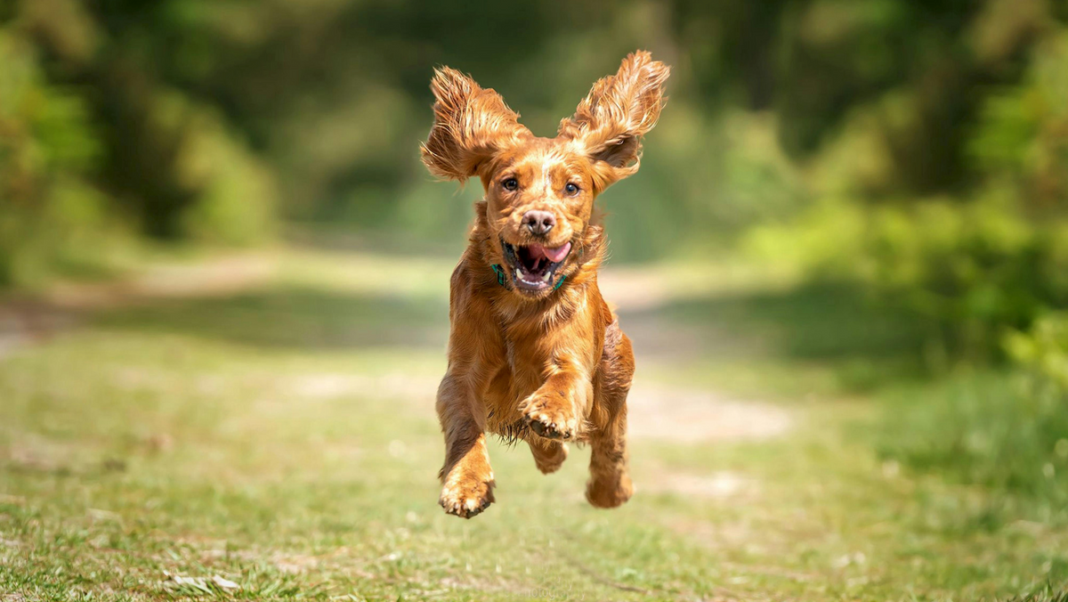Aktiver Hund beim Laufen im Grünen