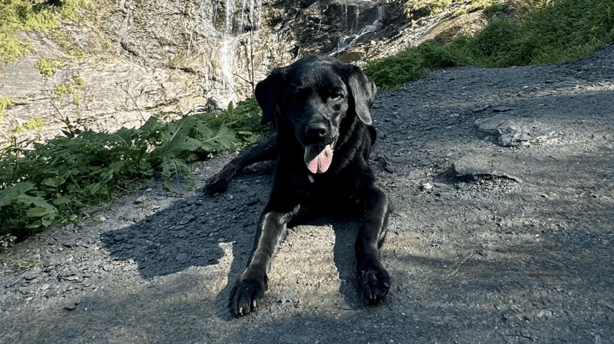Pferd als Proteinquelle für Hunde – sinnvoll bei Allergien & Unverträglichkeiten? - Woofshack