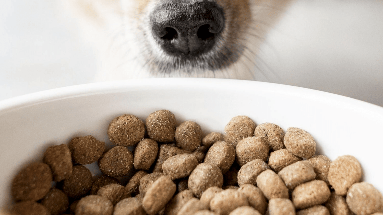 Singleprotein-Hundefutter: Welche Proteinquelle ist für meinen Hund geeignet? - Woofshack