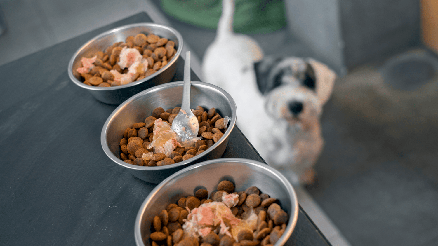 Trockenfutter oder Nassfutter – was ist besser für meinen Hund? - Woofshack