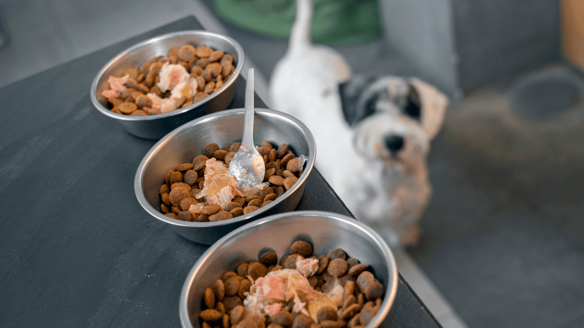 Trockenfutter oder Nassfutter – was ist besser für meinen Hund? - Woofshack