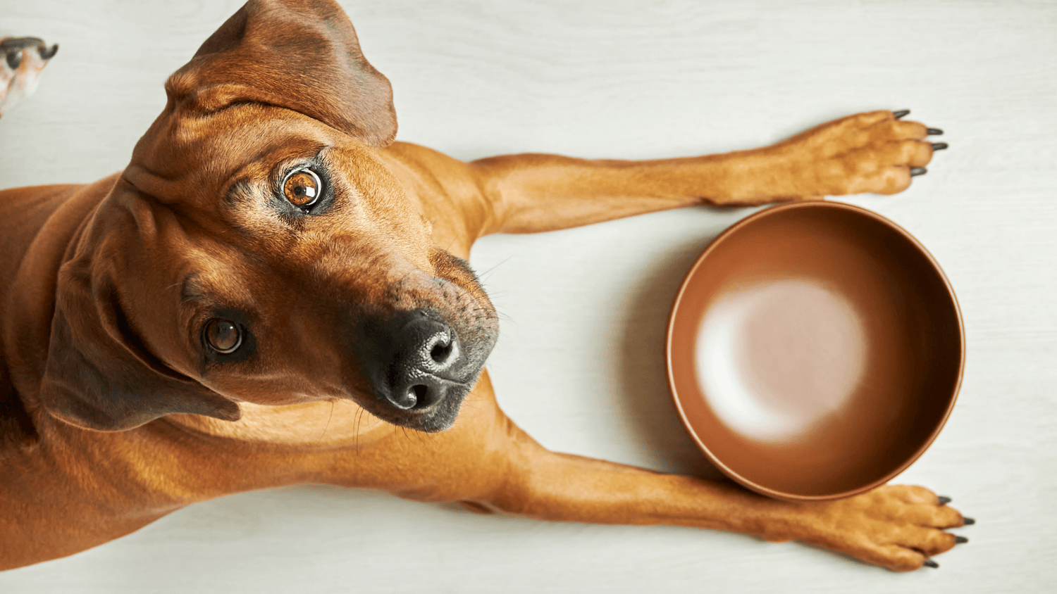 Welches Hundefutter ist gut? So findest du das passende Futter für deinen Hund - Woofshack