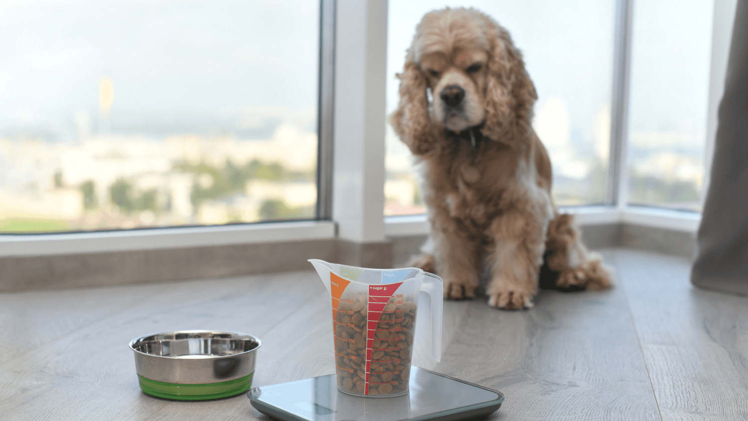 Wie viel Futter braucht mein Hund? Futtermenge richtig berechnen - Woofshack
