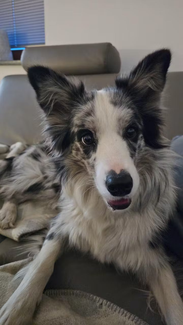 The Goodstuff Adult Dogs Rind Bewertung