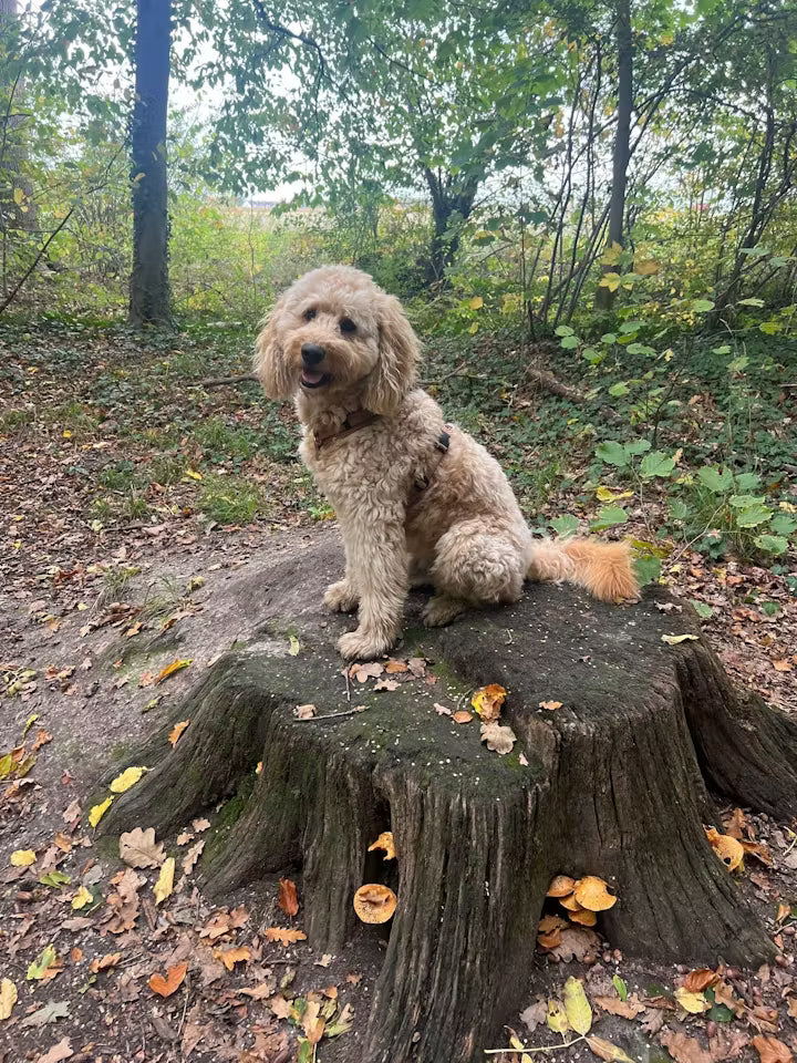 The Goodstuff Adult Dogs Huhn Bewertung