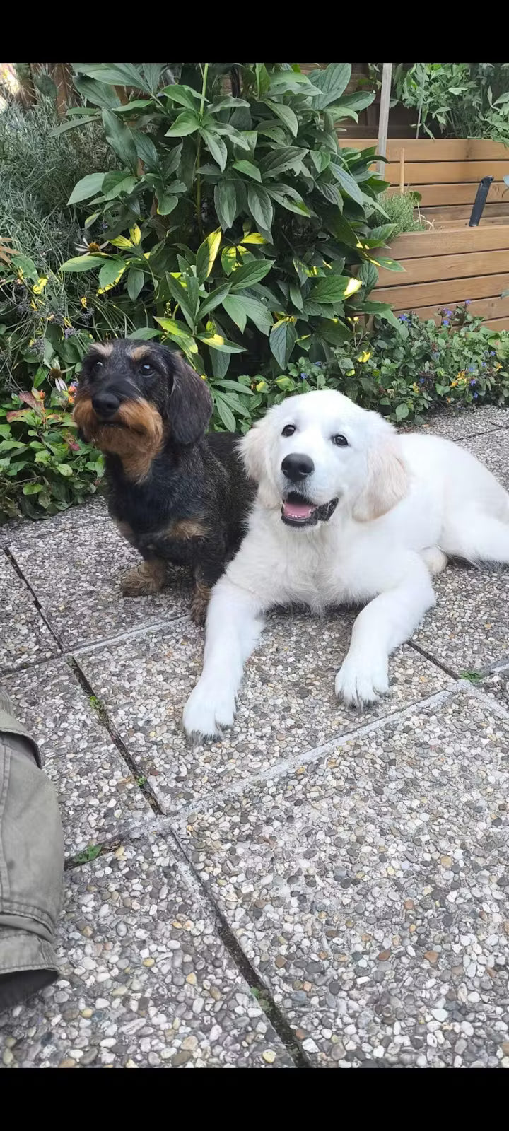 The Goodstuff Adult Dogs Huhn Bewertung