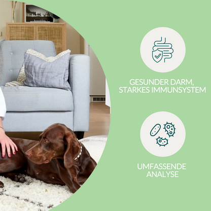 Vetevo Darmflora Test Basic für Hunde – Bakterienprofil, pH-Wert &amp; Futterrückstände analysieren | Bei Durchfall, Hautproblemen, Maulgeruch &amp; Allergien | Ergebnisse in 24h direkt aufs Handy