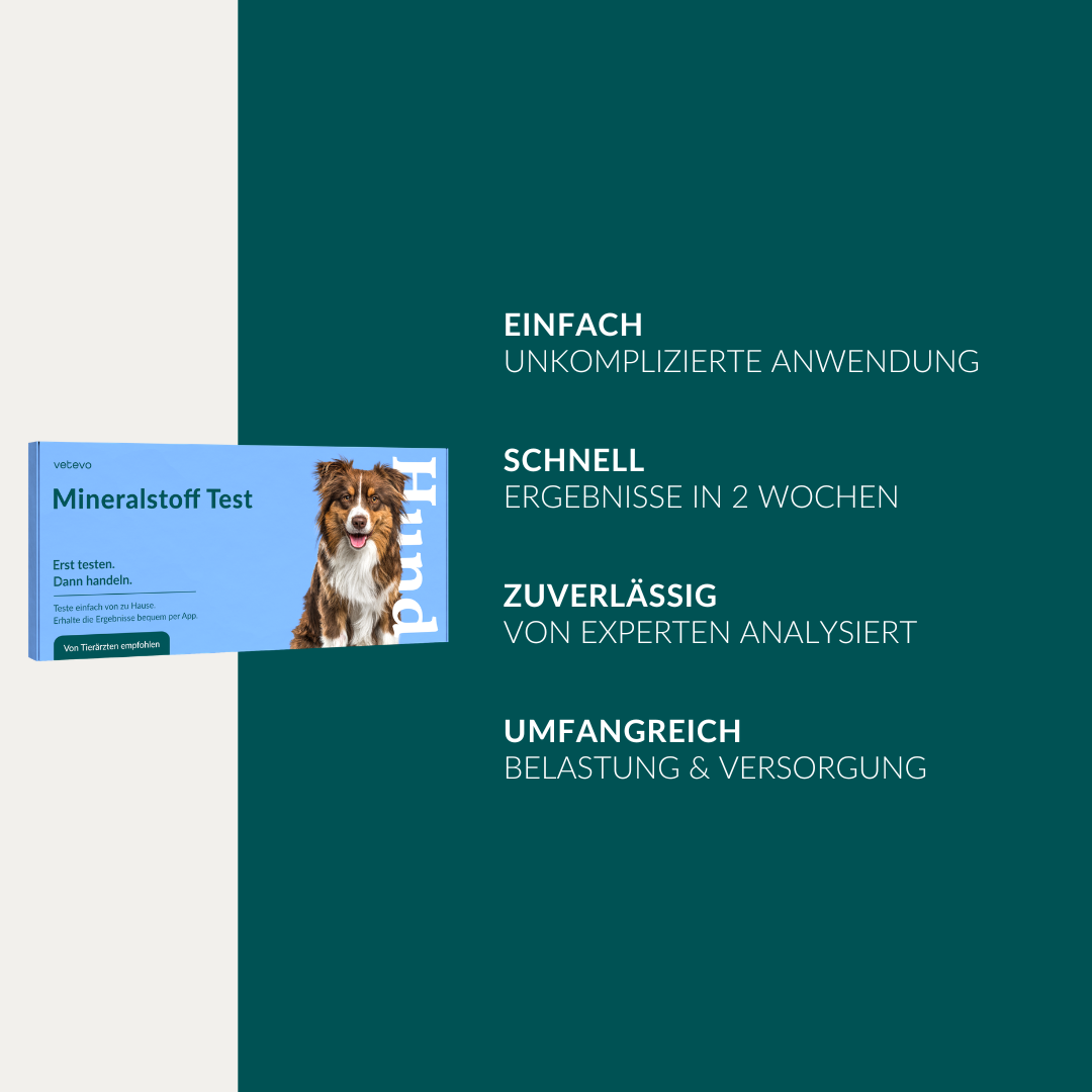 Vetevo Mineralstoff Test Plus Hund – Fellanalyse auf 19 Mineralstoffe, Spurenelemente &amp; toxische Metalle | Schwermetall-Belastung erkennen | Einfach zuhause testen